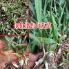 四川成都市10~20cm白芨種苗多少錢?