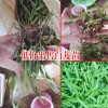 陜西商洛市10~20cm三叉白芨種苗多少錢?