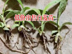 陜西商洛市10~20cm三叉白芨種苗多少錢?圖2