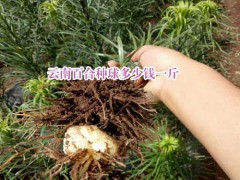 云南食用百合功效_云南食用百合種植基地圖3