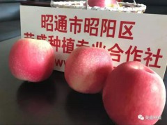 新鄉市哪里有昭通蘋果|昭通果業基地|13887043679圖3