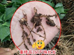 重樓苗多少1畝_重樓苗多少錢?圖2