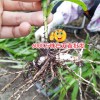 云南紅河10公分以下白芨種苗多少錢?