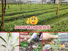 云南紅河10公分以下白芨種苗多少錢?圖3