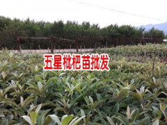 蒙自市紅地果苗培育基地專業(yè)供應五星枇杷苗圖3