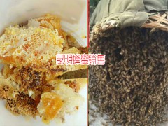 昆明哪里有土蜂蜜_昆明土蜂蜜市場圖2