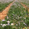 燈盞花*燈盞花（燈盞細辛\東菊）種子圖片/燈盞花基地信息