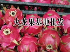 火龍果酒價(jià)格|火龍果干片批發(fā)|火龍果花批發(fā)|火龍果自產(chǎn)自銷圖2