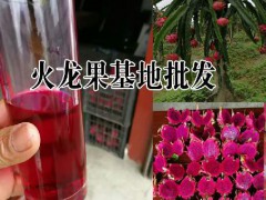 火龍果酒價(jià)格|火龍果干片批發(fā)|火龍果花批發(fā)|火龍果自產(chǎn)自銷圖3