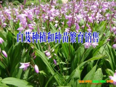 按照外觀形態分為：蝴蝶白芨、羊角白芨、龜白芨、圓白芨、三叉白芨圖2