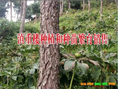 滇重樓種植技術#滇重樓種植示范公司13887290917圖2