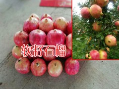 軟籽石榴每株結(jié)果多少斤?_13769217896圖1