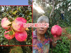 軟籽石榴每株結(jié)果多少斤?_13769217896圖2