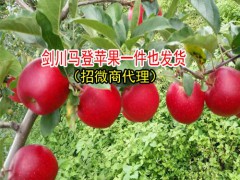 云南丑蘋果的產地在哪?-云南丑蘋果特點-劍川縣續鵬種植園圖2