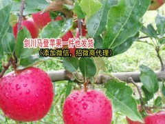 云南丑蘋果的產地在哪?-云南丑蘋果特點-劍川縣續鵬種植園圖3