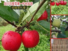 怎么挑選云南野蘋果?_劍川縣續(xù)鵬種植園圖3