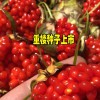 5-6年重樓畝產量在多少?_13987235380