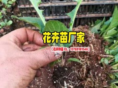 云南非洲菊種苗廠家_一般的花卉營養液怎樣配制?圖2