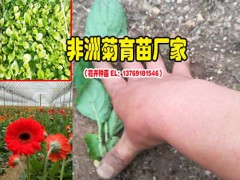 非洲菊公司客服是多少?_什么是非洲菊圖1