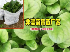 非洲菊與其他鮮花搭配花語(yǔ)(值得收藏)_非洲菊花卉批發(fā)銷售圖3