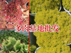 紅梅整樁無砍頭價格230.2018.10_昆明多肉報價中心圖3