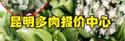 昆明多肉怎么澆水?_昆明多肉植物基地的忠告