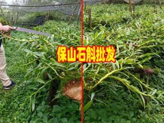 云南石斛供貨商_種植商(廠)家_石斛保山原木石斛吧圖3