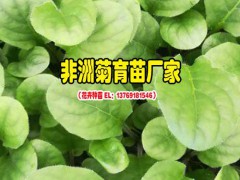 云南花卉云南花卉網_云南花卉公司——景鑫花卉圖2