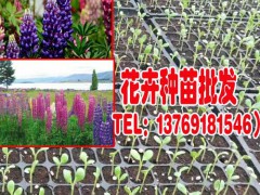 花卉苗_花卉分苗_菊花苗批發(fā)13769181546圖2