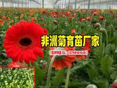 云南非洲菊種苗廠家_一般的花卉營養液怎樣配制?圖2