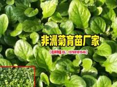 云南非洲菊種苗廠家_一般的花卉營養液怎樣配制?圖3