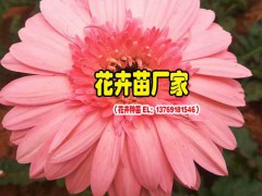 什么是非洲菊——景鑫花卉圖1