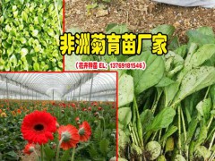 昆明非洲菊有哪些品種?_非洲菊常見的盆栽品種有圖1