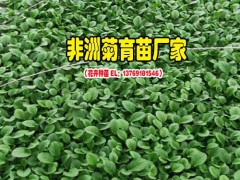 如何給昆明非洲菊施肥_景鑫非洲菊種苗圖2