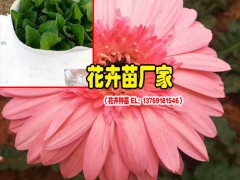 昆明景鑫非洲菊施什么肥料;非洲菊圖2