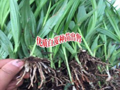 白芨市場價格_云南鮮白芨多少錢一斤?圖2