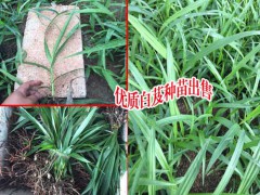 云南白芨種植基地_云南白芨種植合作社_云南白芨圖片圖1