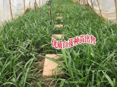 白芨種苗多少錢一公斤_白芨多少錢一苗- 白芨苗多少錢?圖2