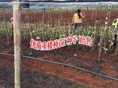 3年滇重樓苗價格_普洱景谷滇重樓苗4元/棵圖3