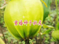 重樓畝產種子40-200公斤_重樓畝產種子多少?圖2