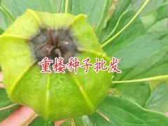 　重樓種子種植技術_重樓種子技術_重樓種子催芽技術圖2