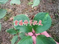 　重樓種子種植技術_重樓種子技術_重樓種子催芽技術圖3