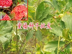 提供催芽重樓種植|重樓種苗批發|重樓多少錢一斤|圖3