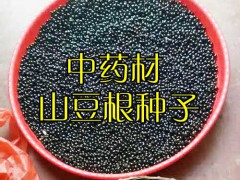 山豆根種子圖片_山豆根畝產量是多少?圖2