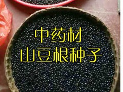 山豆根種子圖片_山豆根畝產量是多少?圖3