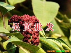 云南吳萸收購商，吳萸藥材批發(fā)&祿勸土荊芥收購銷售圖3