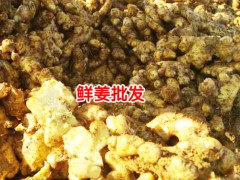 云南干姜片|云南干姜片產(chǎn)地|云南干姜片行情圖3