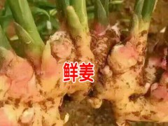 2018年小黃姜新姜多少錢一斤?_圖2