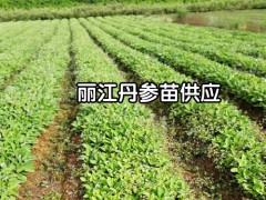 云南丹參苗圖_丹參苗產(chǎn)地-云南麗江玉龍縣中藥材種植戶圖3