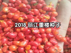 一年生白芨苗，白芨所屬品種均為紫花三叉大白芨圖3